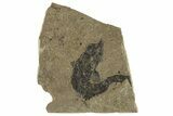 Carboniferous Fish (Gyrolepidotus) - Siberia #228883-1